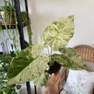 Alocasia odora ‘Variegata’