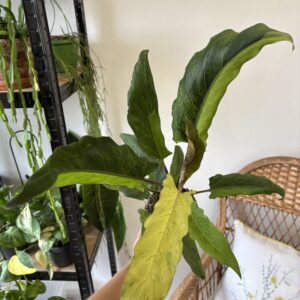 Alocasia lauterbachiana ‘Variegata’