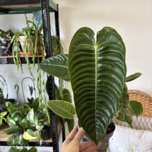Anthurium veitchii