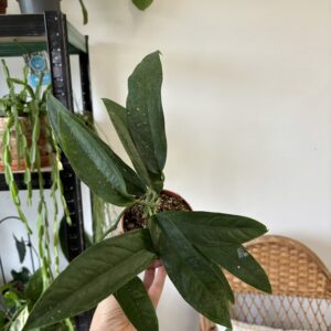 Monstera obliqua Yasuni