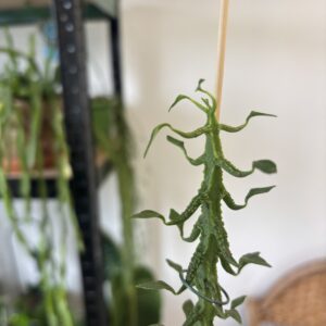 Ceropegia simoneae
