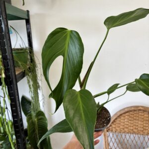 Monstera ‘Burle Marx Flame’