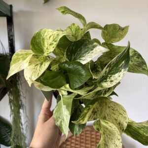 Epipremnum ‘Snow Leopard’
