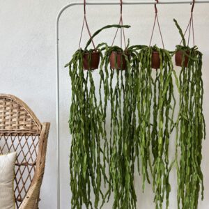 Rhipsalis paradoxa